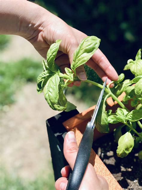 How to Harvest Herbs for Maximum Flavor – NATALIE LINDA
