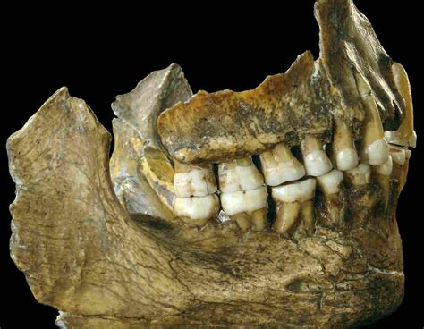 Some Neanderthals Were Vegetarian — And They Likely Kissed Our Human