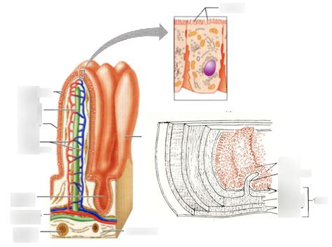 lumenal surface of the plicae circulares is covered in villi Diagram ...