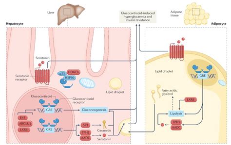 Nature Reviews Endocrinology On Twitter Now Online Jia Xu Li