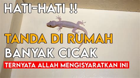 Awas Bahaya Tanda Dirumah Banyak Cicak Ternyata Allah