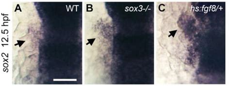 Early Placodal Expression Of Sox2 Oticepibranchial Sox2 Expression