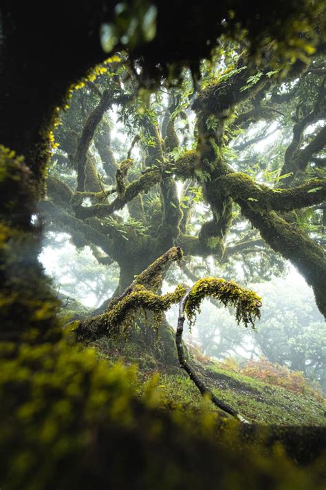 Interesting Photo of the Day: Ethereal European Forest