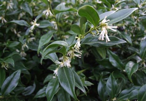 Sarcococca Hookeriana Var Humilis ‘sarsid2 Fragrant Mountain