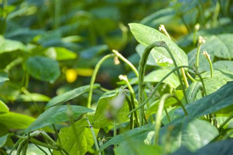 yard long beans stock  images  backgrounds