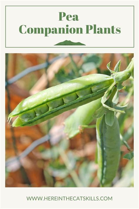 Pea Companion Plants What To Plant With Peas Companion Planting