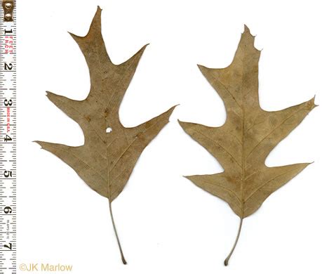 NameThatPlant.net: leaves of Cherrybark Oak and Southern Red Oak