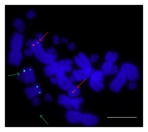 Sex Chromosome Evolution In Amniotes Applications For Bacterial