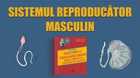 C Sistemul Reproduc Tor Masculin Live Barron S Admitere Medicin