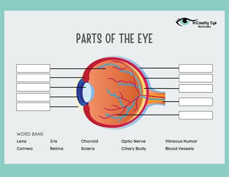 Eye Worksheet | Parts of an Eye (teacher made) - Twinkl - Worksheets ...