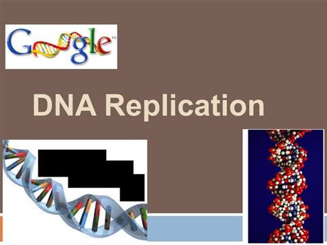 DNA replication | PPT