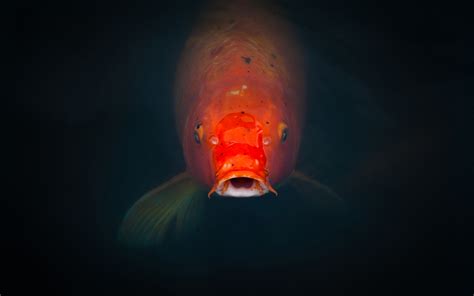 Koi Fish Wallpapers - WallpaperSafari