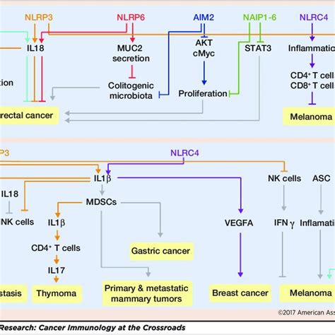 Diverse Roles Of Inflammasome Sensors In Tumorigenesis A Nlrp B