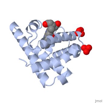 Myoglobin - Proteopedia, life in 3D