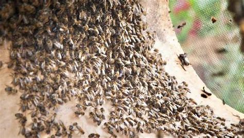 Murió tras ser atacado por un enjambre de abejas Punto de Partida