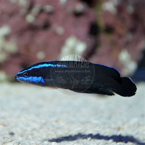 Pseudochromis Springeri Springer S Dottyback Captive Bred Shop