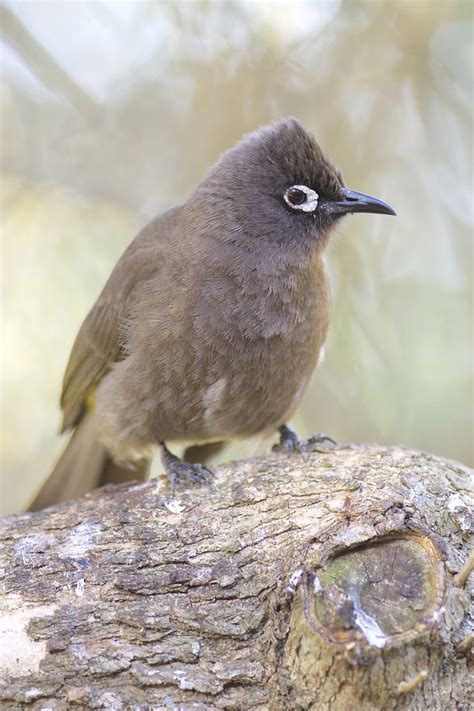 Cape Bulbul Pycnonotus Capensis Wilderness Western Cap Flickr