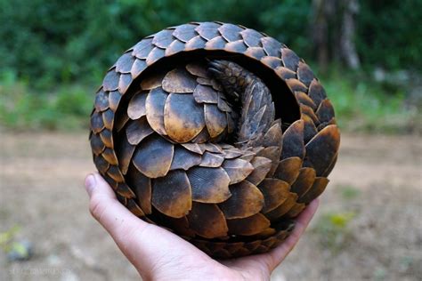 Long tailed pangolin (Phataginus tetradactyla) @ serg_bimbirekov – @one ...