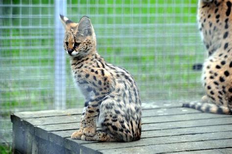 Un serval retrouvé dans une cage sur le balcon d un appartement trois