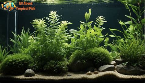 Types of Freshwater Fish Tank Plants - All About Tropical Fish