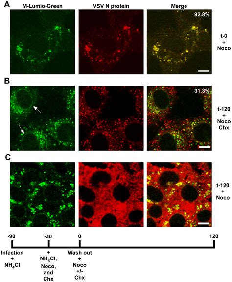 Release Of RNPs From Endosomes And Viral Protein Synthesis In The