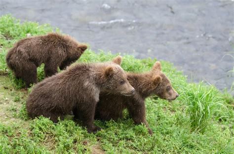 Grizzly bear cubs — Stock Photo © EEI_Tony #12204511