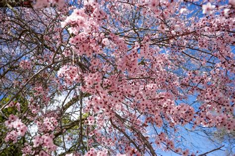 Primavera Detalles De Flores De Cerezo Con Hermosos P Talos De Rosa