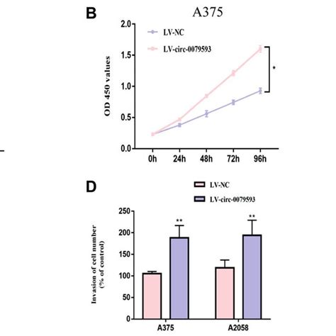 Overexpression Of Circ Promotes Melanoma Cell Proliferation