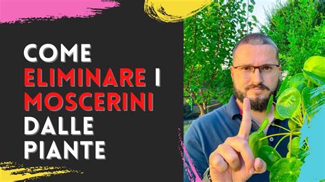 Come Eliminare I Moscerini Neri Dalle Piante Definitivamente Youtube