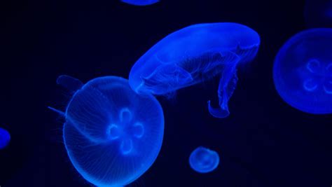 15 Cool Facts About Moon Jellyfish That Will Surprise You