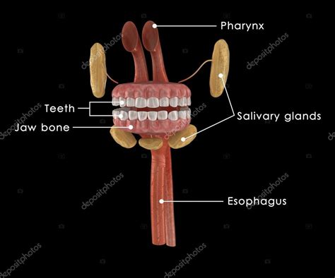 Human Mouth Anatomy Stock Photo by ©sciencepics 72990863