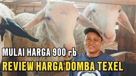 Review Harga Domba Texel Mulai Harga Rb Youtube