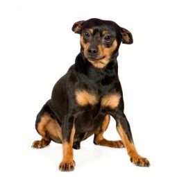 Alimentação do Cachorro Pinscher O Que Eles Comem Mundo Ecologia