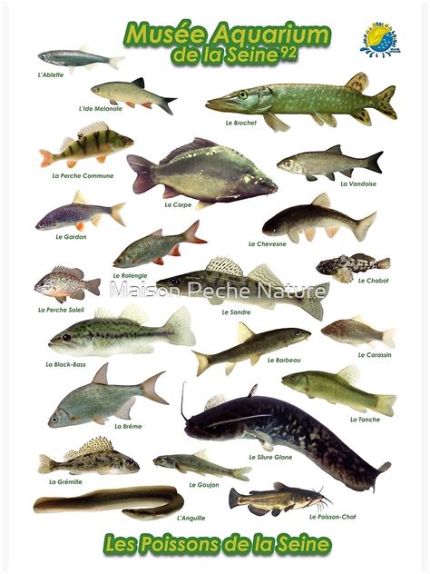 Poster Poissons De La Seine Par Maisonpechnat Redbubble