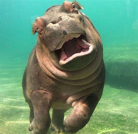 Cute Animals 𓆉 On Instagram Happy Baby Hippo 🦛 •📷 Melwspence