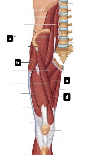 Muscles Of Hip Flashcards Quizlet