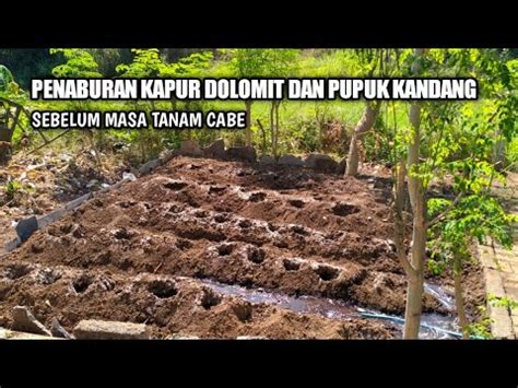 Kapur Dolomit Sebagai Bahan Dasar Menanam Cabe Agar Tanah Banyak