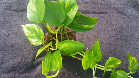 Planta Boa Potus Pothos Potos Epipremnum Aureum Cuidados Y Fotos