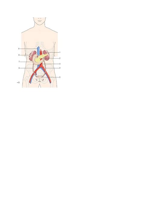 Parties du système urinaire Diagram Quizlet