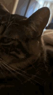 Cat Spinning Cat GIF - Cat Spinning Cat Skittlesthecat - Discover & Share GIFs