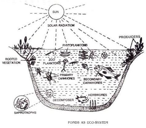 Ecosystem , Trophic Levels , Productivity , Nutrient Cycling | Science ...