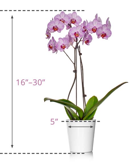 Full Size Phalaenopsis Orchids Just Add Ice Orchids