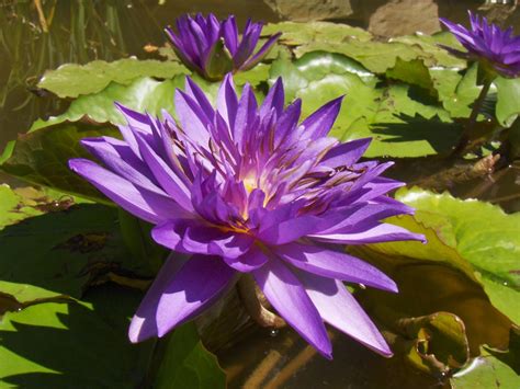 How To Grow Water Lilies Hgtv