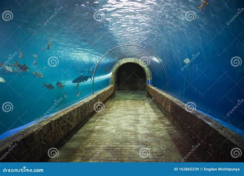 Tunnel In The Aquarium Stock Photo | CartoonDealer.com #92874006