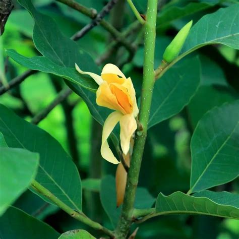 Full Sun Exposure Magnolia champaca Golden Champa Flower Plant ...