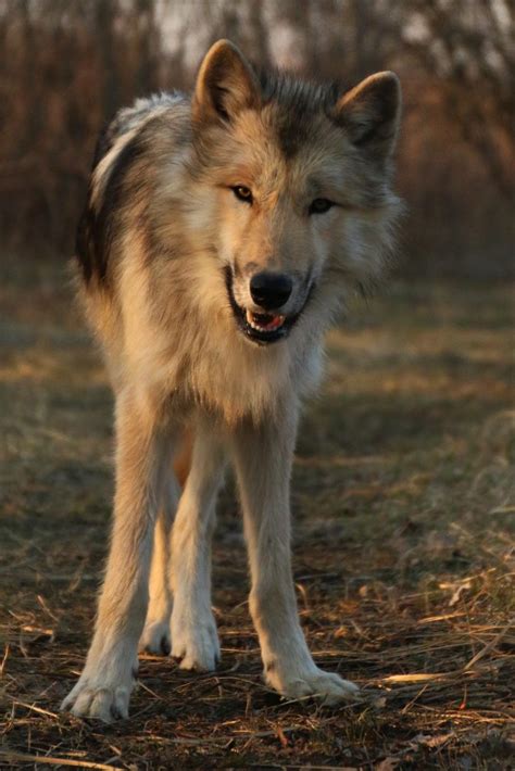 Pin Auf Quick Saves In 2024 Tierbilder Werwolf Tiere