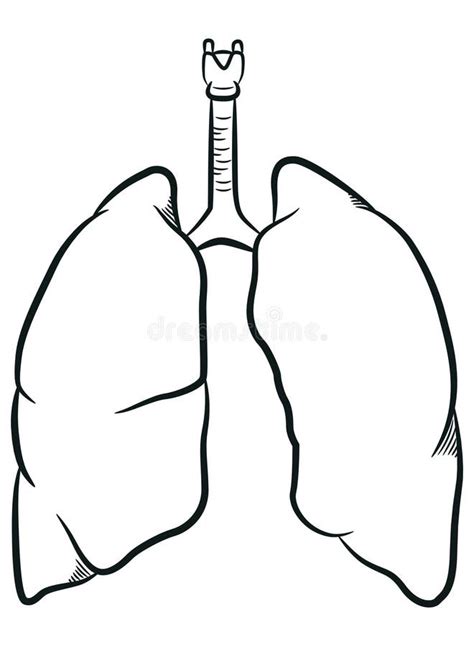 Sketch Human Lungs Internal Respiratory Organ Stock Vector Illustration Of Doodle Medical