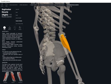 Muscles: Supinator. – Anatomy & Physiology