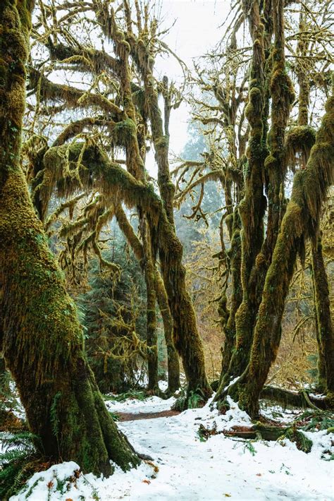 Full Olympic National Park Photography Guide By Locals