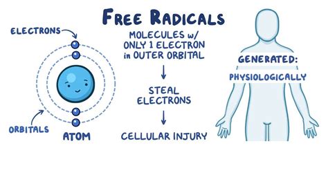 Free radicals and cellular injury: Video & Anatomy | Osmosis